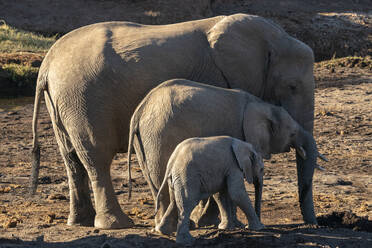 African elephant (Loxodonta africana) and calf, Mashatu Game Reserve, Botswana, Africa - RHPLF31711