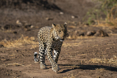 Leopard (Panthera pardus), Mashatu-Wildreservat, Botsuana, Afrika - RHPLF31712
