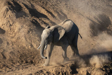 Afrikanisches Elefantenkalb (Loxodonta africana) im Staub, Mashatu Game Reserve, Botsuana, Afrika - RHPLF31713