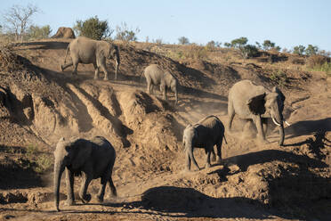 African elephants (Loxodonta africana), Mashatu Game Reserve, Botswana, Africa - RHPLF31714