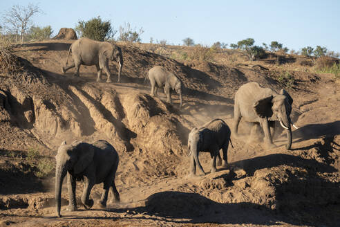 Afrikanische Elefanten (Loxodonta africana), Mashatu-Wildreservat, Botsuana, Afrika - RHPLF31714