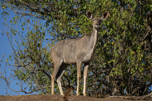 Großer Kudu weiblich (Tragelaphus strepsiceros), Mashatu-Wildreservat, Botsuana, Afrika - RHPLF31715