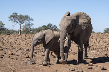 African elephant (Loxodonta africana) and calf walking, Mashatu Game Reserve, Botswana, Africa - RHPLF31716