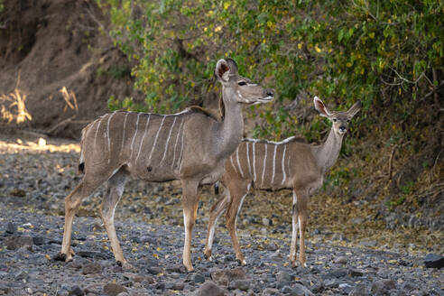 Greater kudu female (Tragelaphus strepsiceros) and calf, Mashatu Game Reserve, Botswana, Africa - RHPLF31717