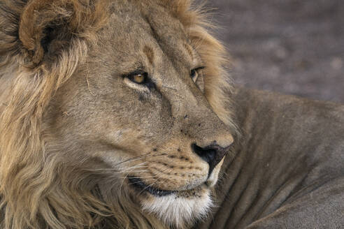 Männlicher Löwe (Panthera leo), Mashatu-Wildreservat, Botsuana, Afrika - RHPLF31718