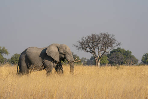 Afrikanischer Elefant (Loxodonta africana), Okavango-Delta, Botsuana, Afrika - RHPLF31721