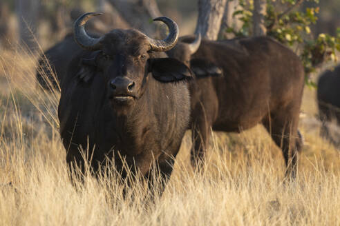 African buffalos (Syncerus caffer), Okavango Delta, Botswana, Africa - RHPLF31724
