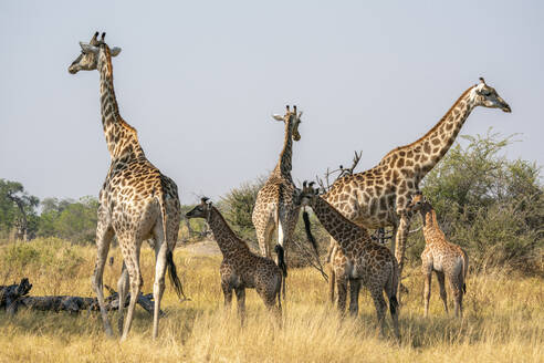 Giraffes (Giraffa camelopardalis) and calves, Okavango Delta, Botswana, Africa - RHPLF31725