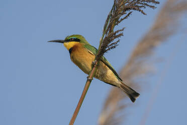 Kleiner Bienenfresser (Merops pusillus), Okavango-Delta, Botswana, Afrika - RHPLF31727