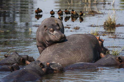 Flusspferde (Hippopotamus amphibius) im Chobe-Fluss, Chobe-Nationalpark, Botsuana, Afrika - RHPLF31730
