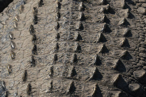 Detail eines Nilkrokodils (Crocodylus niloticus) im Chobe-Fluss, Chobe-Nationalpark, Botsuana, Afrika - RHPLF31731