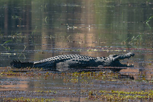 Nilkrokodil (Crocodylus niloticus) mit geöffnetem Maul im Chobe-Fluss, Chobe-Nationalpark, Botsuana, Afrika - RHPLF31732