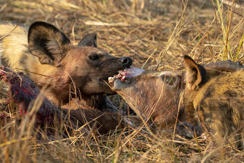 Afrikanischer Wildhund (Lycaon pictus) frisst ein Impala (Aepyceros melampus), Okavango-Delta, Botsuana, Afrika - RHPLF31733