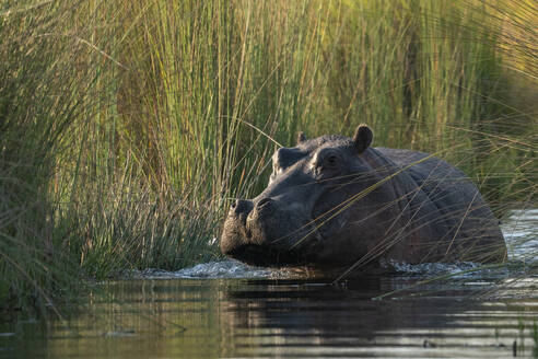 Flusspferd (Hippopotamus amphibius), Okavango-Delta, Botswana, Afrika - RHPLF31734