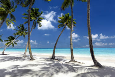 Maldives beach, palm trees on white sandy beach, The Maldives, Indian Ocean, Asia - RHPLF31742