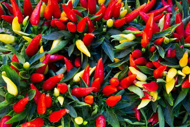 Red and Green Chilli Peppers, Viktualienmakt (Market), Old Town, Munich, Bavaria, Germany, Europe - RHPLF31815