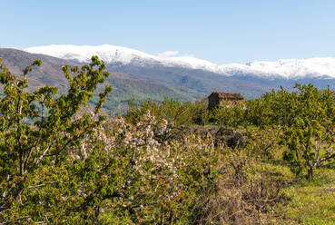 Frühling in Valle del Jerte (Tal der Kirschen), Caceres, Extremadura, Spanien, Europa - RHPLF31852