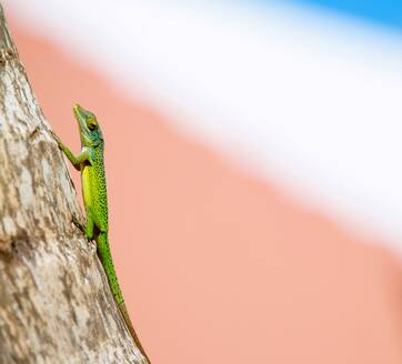 Antiguanische Anolis-Eidechse (Anolis Leachii) in Smiths, Bermuda, Atlantik, Nordamerika - RHPLF31877