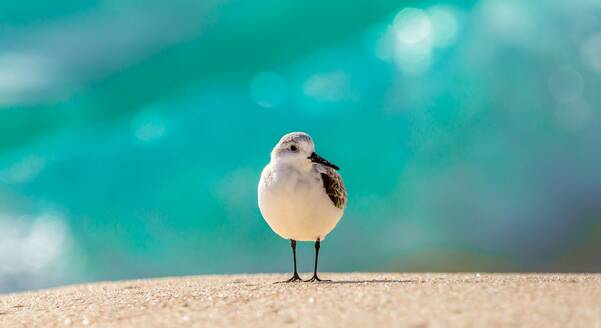 Strandläufer (Scolopacidae), ein häufiger Watvogel, Bermuda, Atlantik, Nordamerika - RHPLF31889