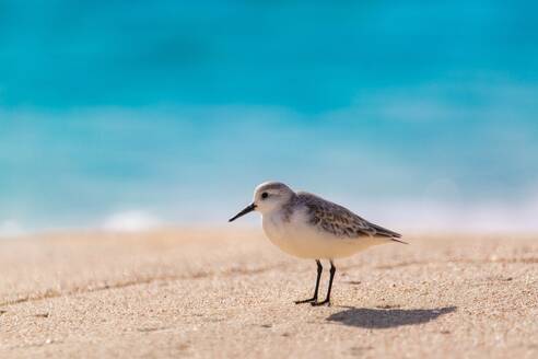 Strandläufer (Scolopacidae), ein häufiger Watvogel, Bermuda, Atlantik, Nordamerika - RHPLF31890