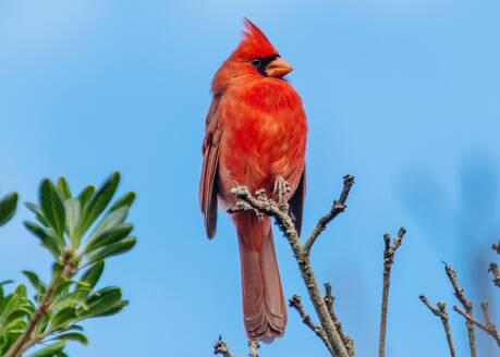 Männlicher Nördlicher Kardinal (Cardinalis cardinalis), ein mittelgroßer Singvogel, der im östlichen Nordamerika, auf den Bermudas, im Atlantik und in Nordamerika verbreitet ist - RHPLF31895