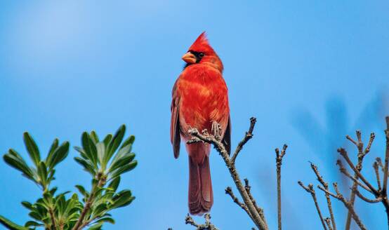 Männlicher Nördlicher Kardinal (Cardinalis cardinalis), ein mittelgroßer Singvogel, der im östlichen Nordamerika, auf den Bermudas, im Atlantik und in Nordamerika verbreitet ist - RHPLF31896