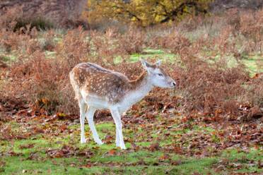 Fallow Deer at Knole Park, near Sevenoaks, Kent, England, United Kingdom, Europe - RHPLF31897