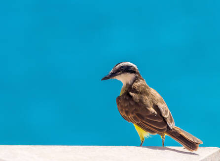 Großer Kiskadee, (Pitangus Sulphuratus), ein Sperlingsvogel, der in Mittel- und Südamerika, auf den Bermudas, im Atlantik und in Nordamerika verbreitet ist - RHPLF31898