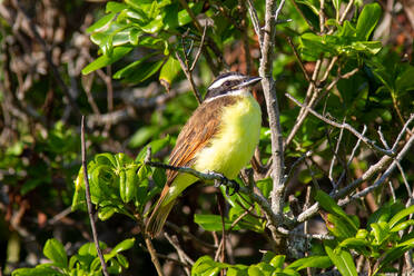 Großer Kiskadee, (Pitangus Sulphuratus), ein Sperlingsvogel, der in Mittel- und Südamerika, auf den Bermudas, im Atlantik und in Nordamerika verbreitet ist - RHPLF31899