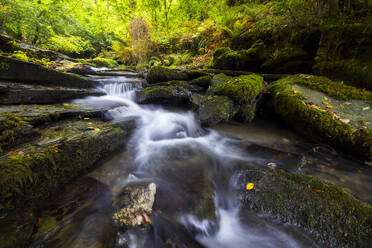 Waldgebiet bei St. Nectan's Glen, Threthevy, Tintagel, Cornwall, England, Vereinigtes Königreich, Europa - RHPLF31975