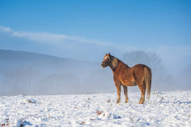 A single wild brown horse stands in a snowy landscape, United Kingdom, Europe - RHPLF32024