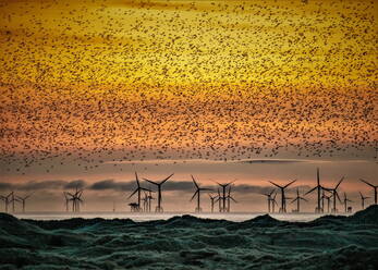 Sandscale Haws National Nature Reserve, Stare bei Sonnenuntergang mit Blick auf die Irische See und den entfernten Offshore-Windpark Walney, Cumbria, England, Vereinigtes Königreich, Europa - RHPLF32031