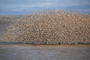 Knutt und Seeschwalbe aus dem South Walney Nature Reserve an der Cumbrian Coast, Cumbria, England, Vereinigtes Königreich, Europa - RHPLF32047