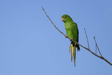 Weißaugensittich (Psittacara leucophthalmus) auf einem Ast, Serra da Canastra National Park, Minas Gerais, Brasilien, Südamerika - RHPLF32075