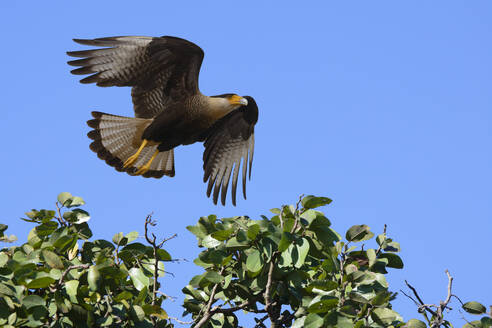Fliegender Haubenkarakara (Caracara plancus), Serra da Canastra National Park, Minas Gerais, Brasilien, Südamerika - RHPLF32077
