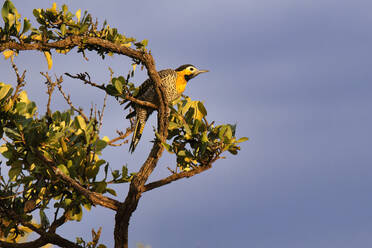 Campospecht (Colaptes campestres) auf einem Ast, Nationalpark Serra da Canastra, Minas Gerais, Brasilien, Südamerika - RHPLF32079