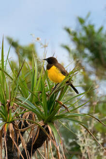 Gelbbürzel-Sumpfvogel (Pseudoleistes guirahuro) auf einem Ast sitzend, Serra da Canastra National Park, Minas Gerais, Brasilien, Südamerika - RHPLF32081