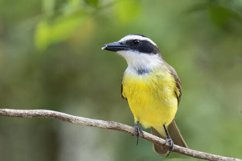 Großer Kiskadee (Pitangus sulphuratus), Serra da Canastra National Park, Minas Gerais, Brasilien, Südamerika - RHPLF32082