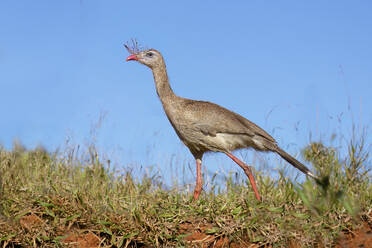 Rotbeinige Seriema (Crested Seriema) (Cariama cristata) auf rotem Boden, Serra da Canastra National Park, Minas Gerais, Brasilien, Südamerika - RHPLF32085