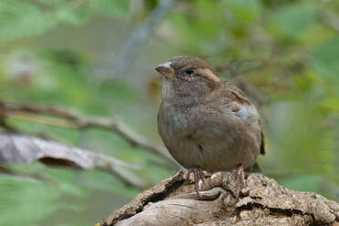 House Sparrow (Passer domesticus), Serra da Canastra National Park, Minas Gerais, Brazil, South America - RHPLF32086
