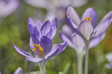 Lila blühende Krokusse im Vorfrühling, eine der frühesten Blumen, die den Frühling ankündigen, Devon, England, Vereinigtes Königreich, Europa - RHPLF32116