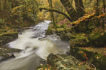 Ein schnell fließender Fluss durch einen herbstlichen Urwald im Dartmoor National Park, der Fluss Erme, in der Nähe von Ivybridge, Devon, England, Vereinigtes Königreich, Europa - RHPLF32147