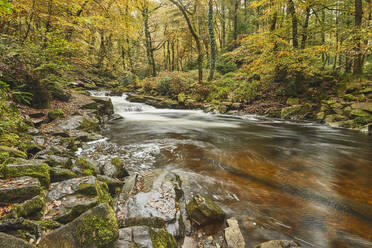 Der Fluss Erne fließt schnell durch einen herbstlichen Urwald, Dartmoor National Park, in der Nähe von Ivybridge, Devon, England, Vereinigtes Königreich, Europa - RHPLF32149