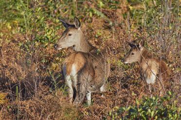 Eine Gruppe von Rothirschen (Cervus elaphus) inmitten von Farnkraut in der Landschaft von Exmoor, in der Nähe von Dunster, Exmoor National Park, Somerset, England, Vereinigtes Königreich, Europa - RHPLF32152