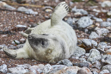 Ein Kegelrobben-Welpe (Halichoerus grypus), an einem Strand in Torbay, an der Küste von Süd-Devon, England, Vereinigtes Königreich, Europa - RHPLF32154