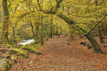 Herbstfarben in altem Waldgebiet, in der Nähe von Ivybridge, Dartmoor National Park, Devon, England, Vereinigtes Königreich, Europa - RHPLF32159