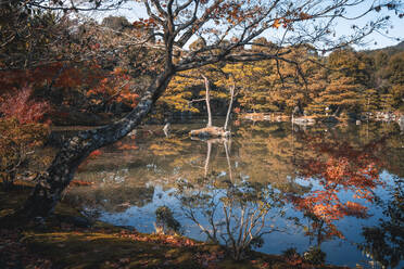 Kinkaku-ji Garten und See im Herbst, Kyoto, Honshu, Japan, Asien - RHPLF32211