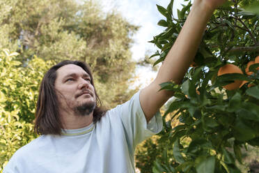 Man picking oranges from tree on sunny day - JOSEF23163