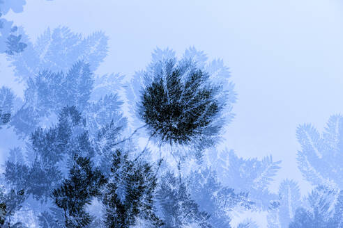 Multiple exposure of tropical trees - NDF01602