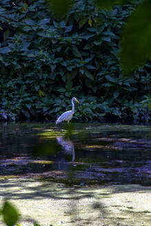 Heron standing in green pond - NDF01603